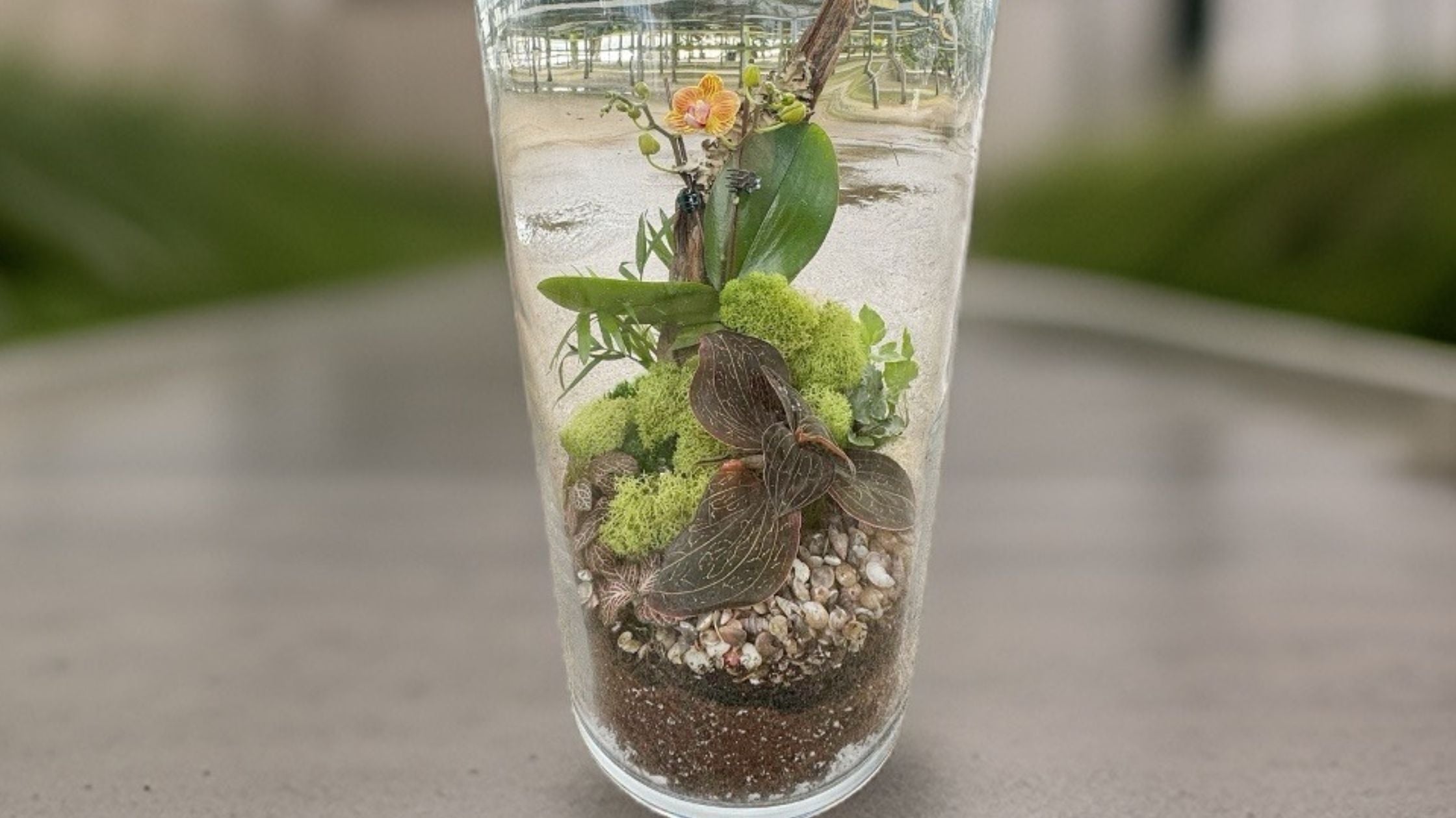 Creating a Stunning Orchid Terrarium with Moss  Quality Growers Floral  Company