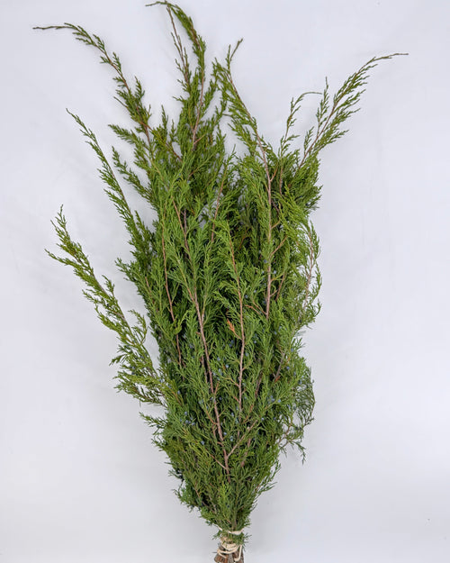 Blueberry Juniper Bunches