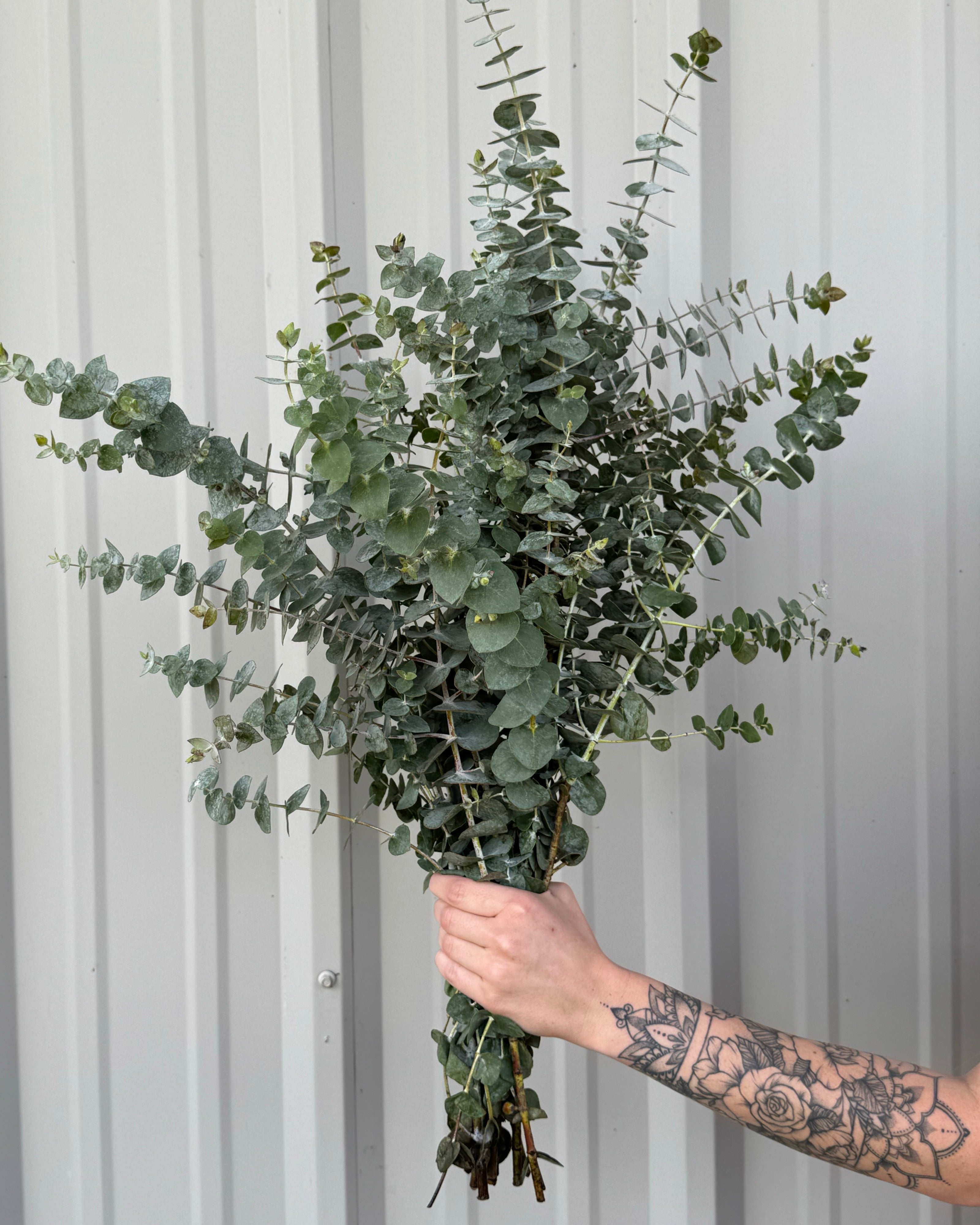 Baby Blue Eucalyptus Bunches