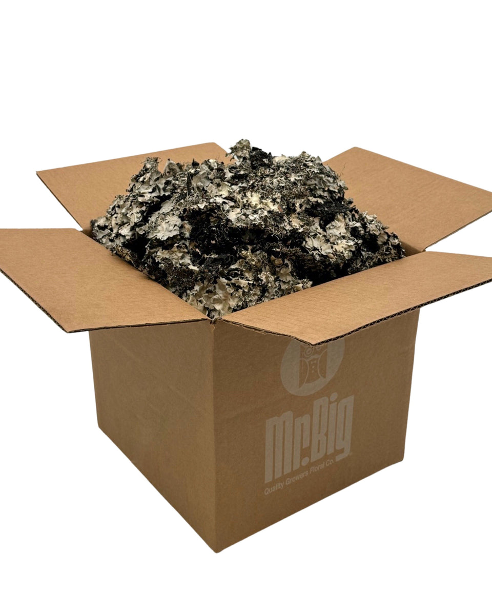 Black Lichen