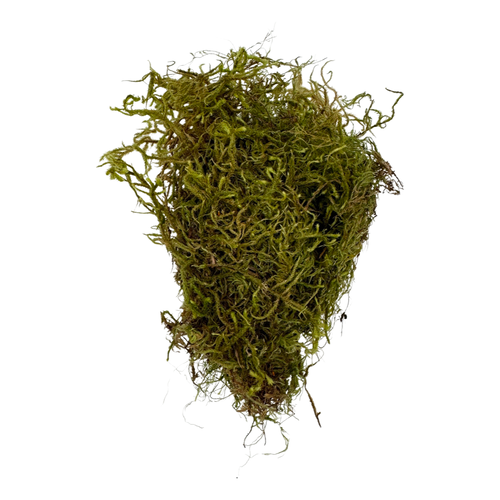 Green Tree Sphagnum