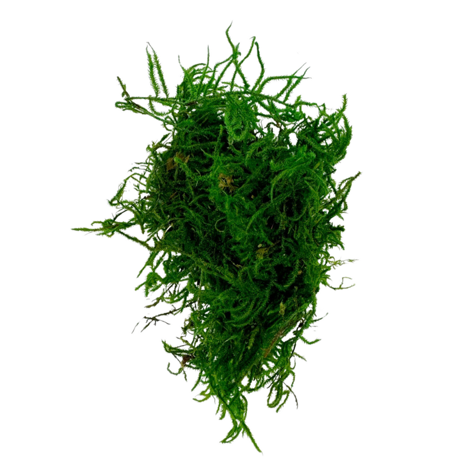 Green Tree Sphagnum