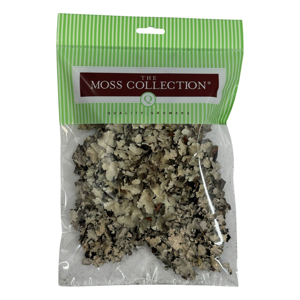 Black Lichen