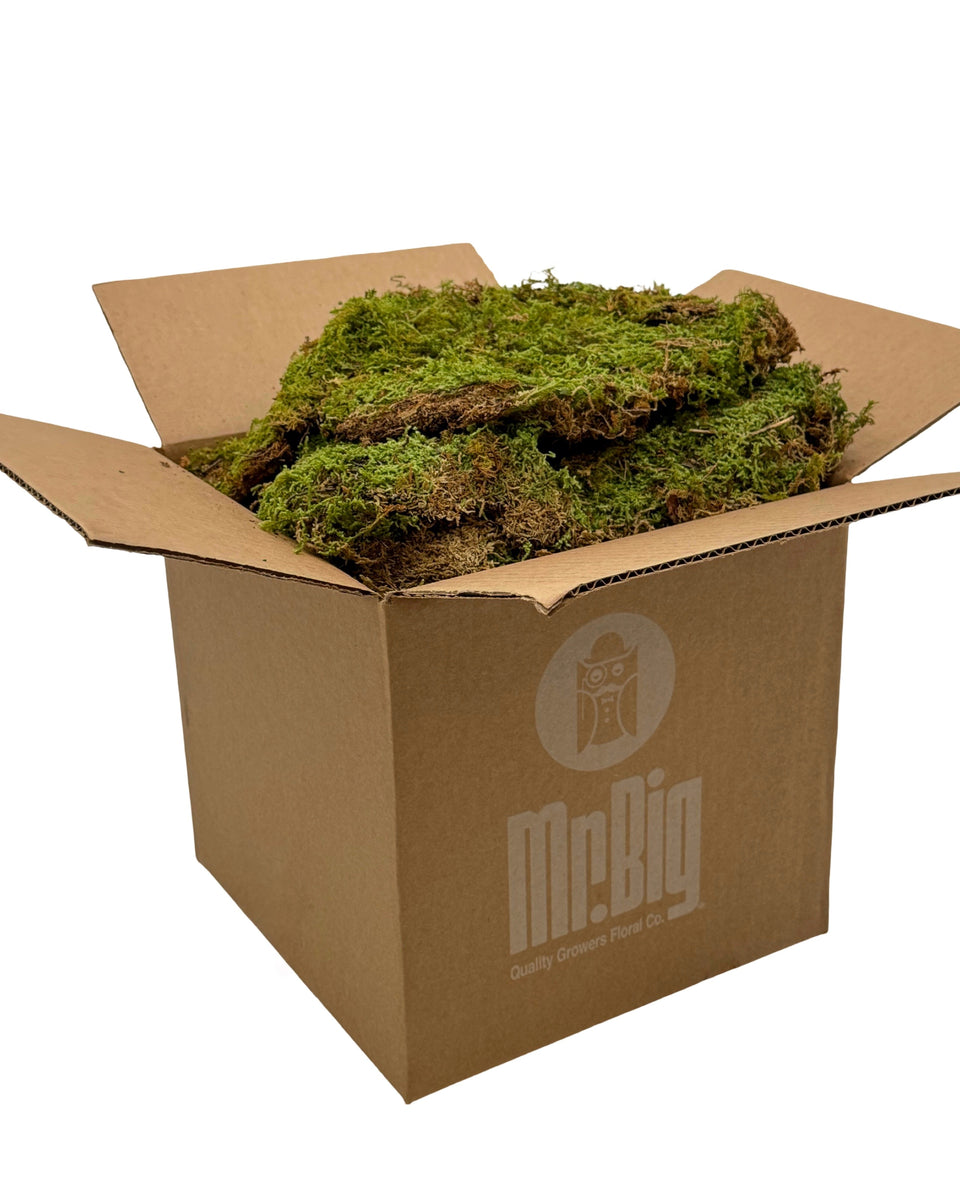 Sheet Moss