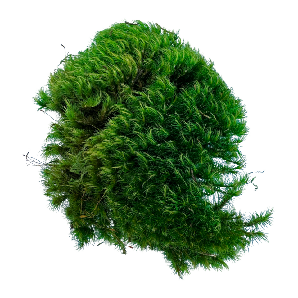 Mood Moss
