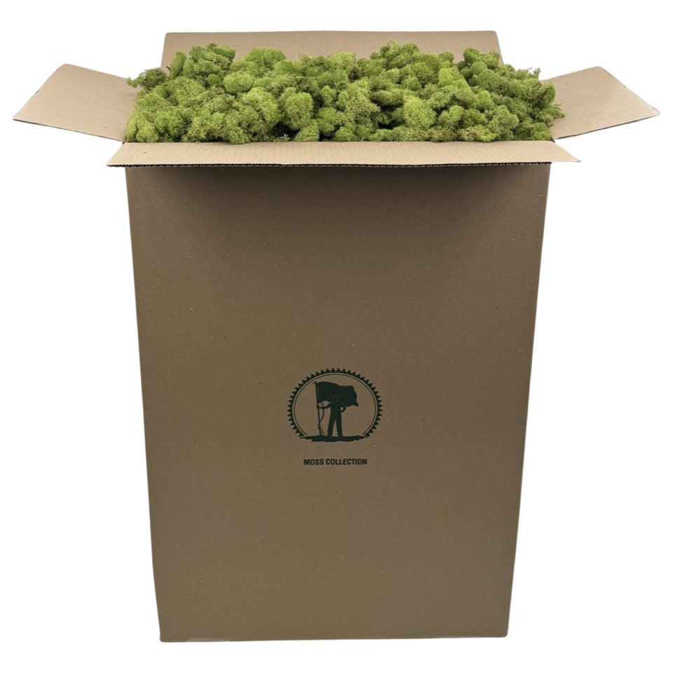 Preserved Reindeer Moss