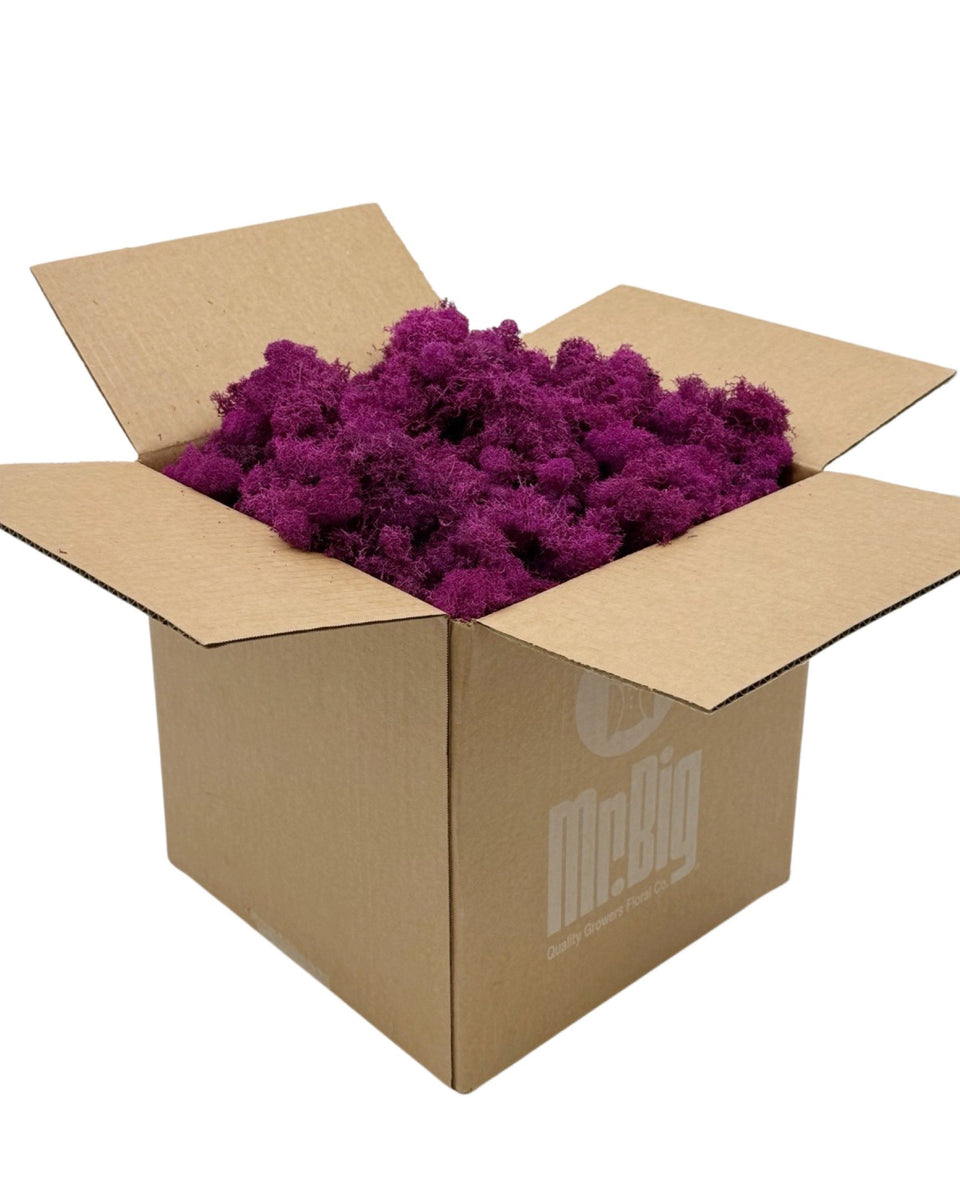 Preserved Reindeer Moss