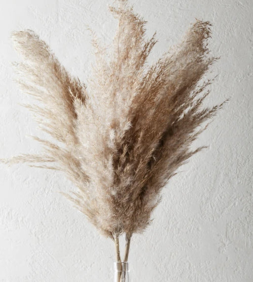 Pampas Grass 6 Stem Preserved Bouquet