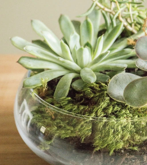 mood moss in a glass bowl with succulents