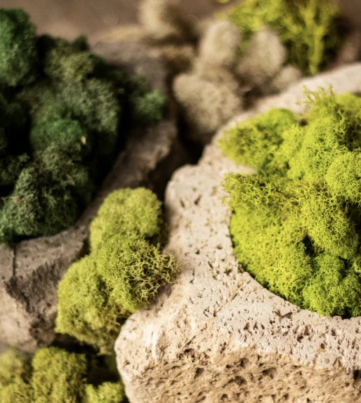 Preserved Reindeer Moss
