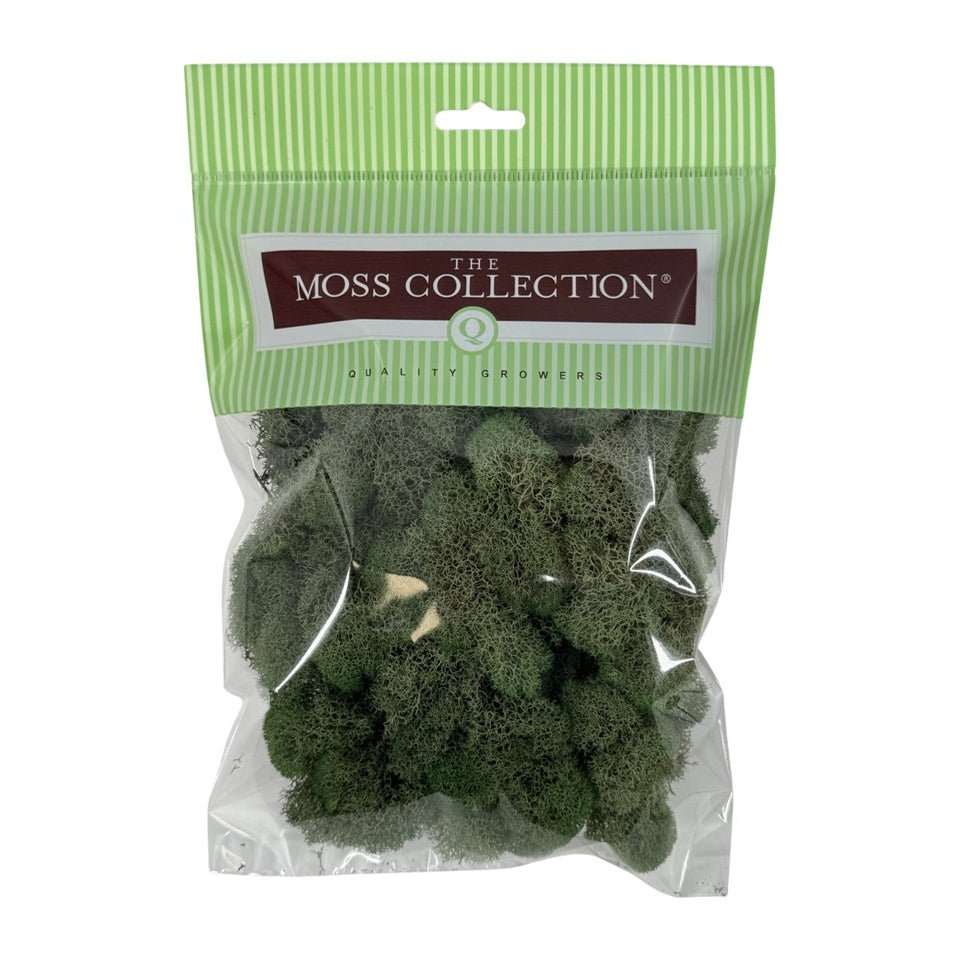 Preserved Reindeer Moss