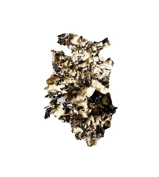 Black Lichen