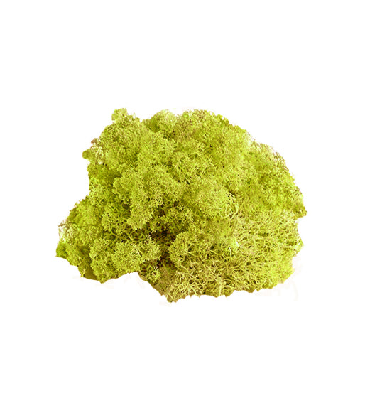 Preserved Reindeer Moss