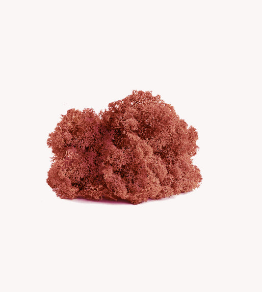 Preserved Reindeer Moss