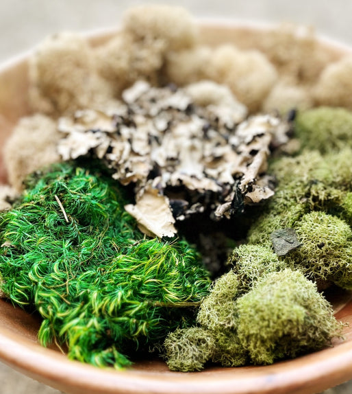Variety Pack Moss