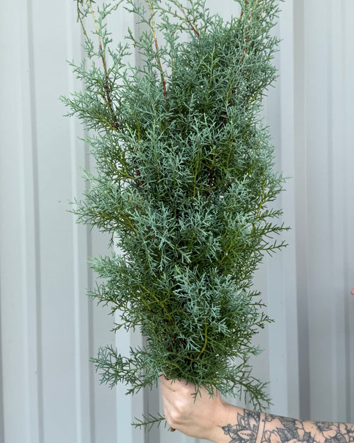 Sapphire Cedar Bunches
