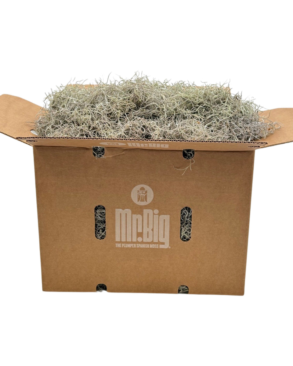 Mr. Big Fresh Spanish Moss