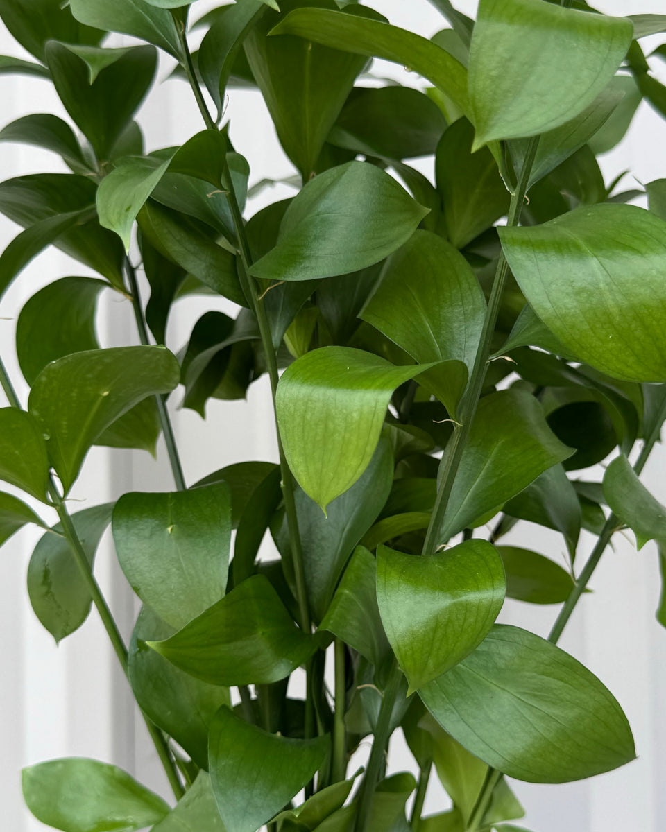 Ruscus Bunches