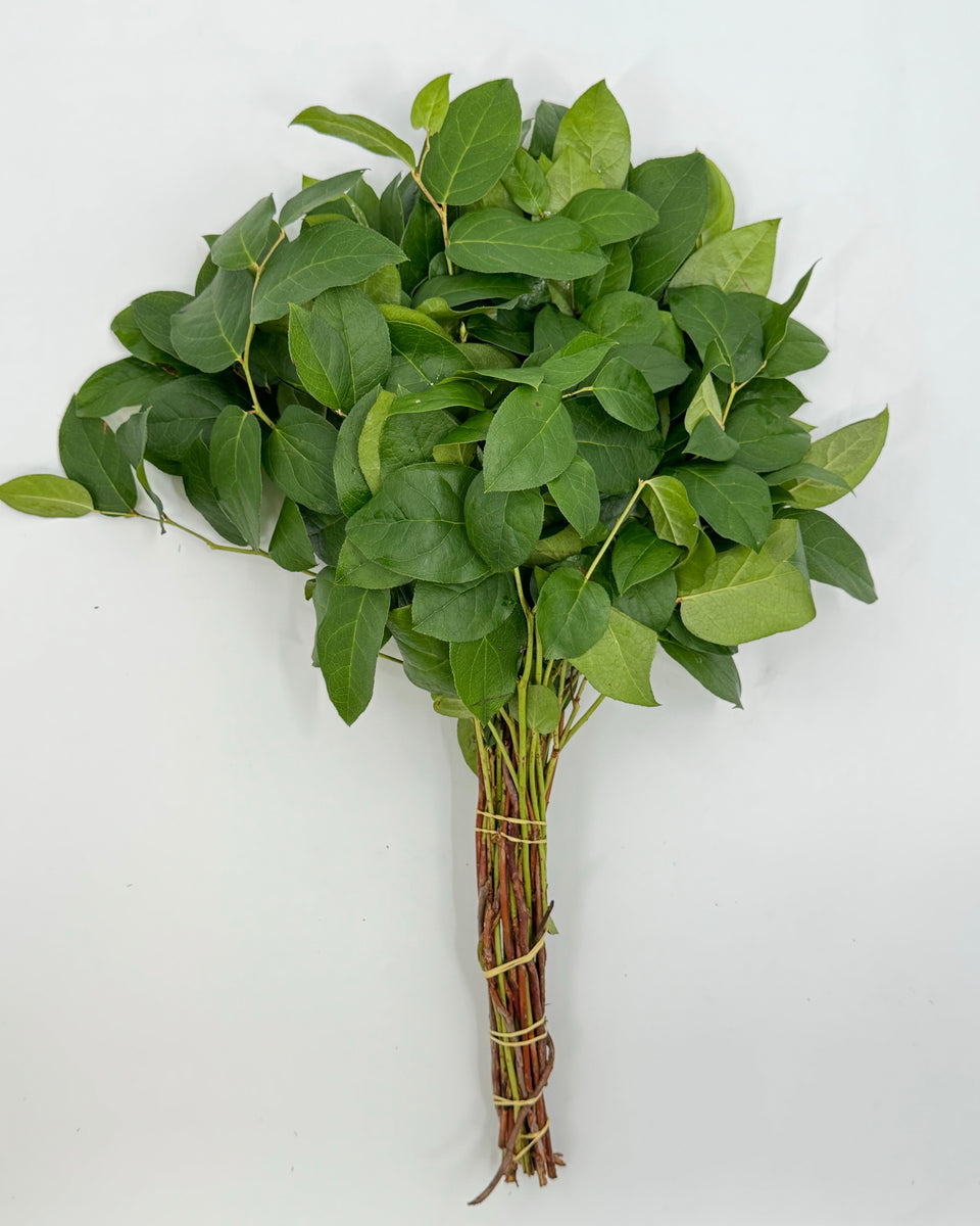 Salal Bunches
