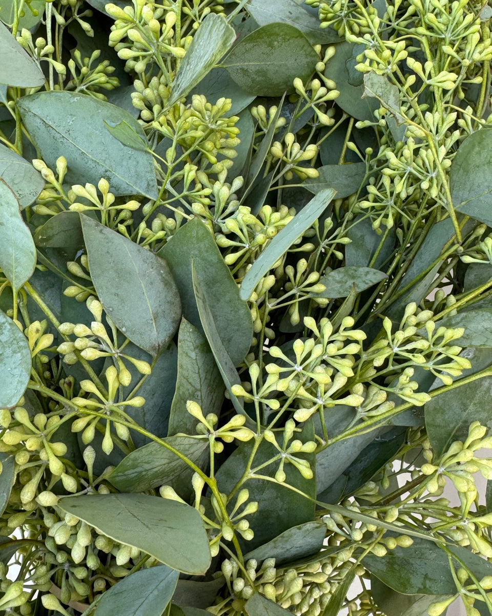 seeded eucalyptus plants for sale Seeded Eucalyptus Bunches – Quality Growers Floral Company