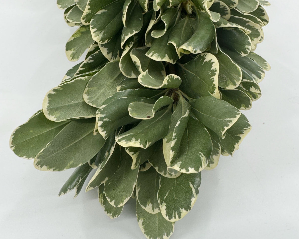 Variegated Pittosporum Garland
