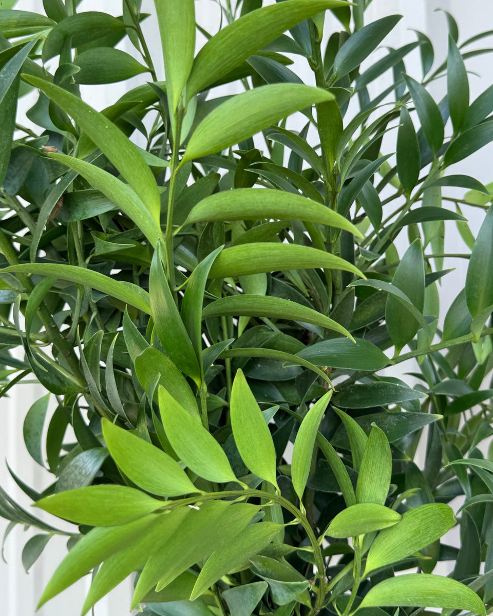 Nagi Bunches