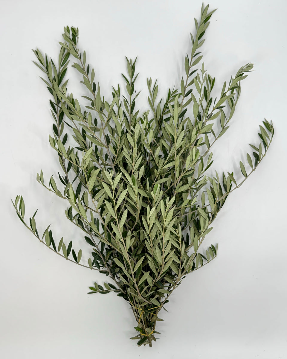 Olive Leaf Bunches