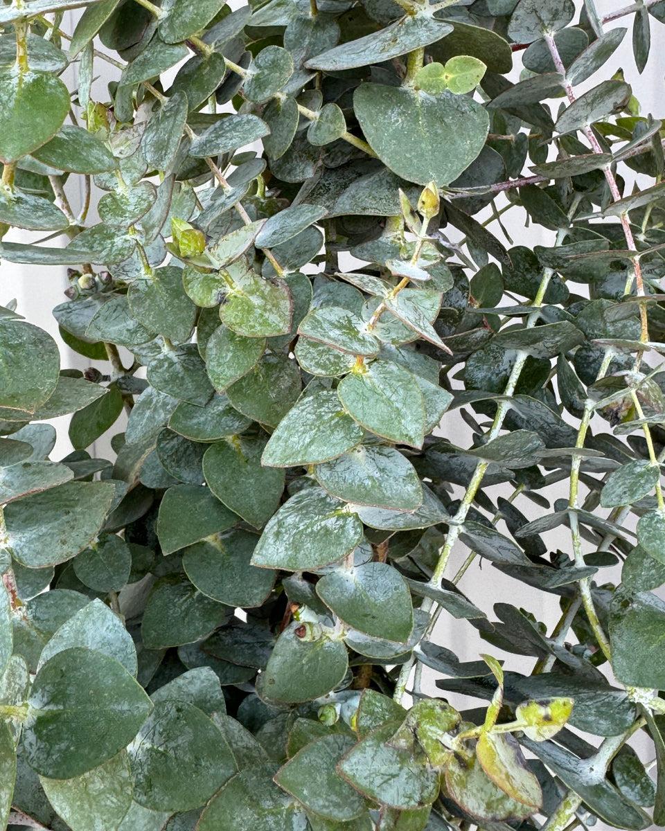 Baby Blue Eucalyptus Bunches