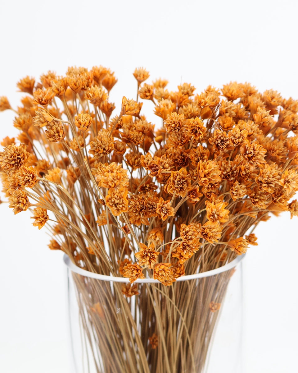 Hill Flower Preserved Bouquet