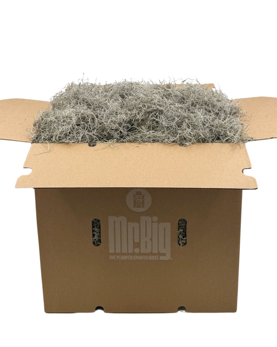 Mr. Big Fresh Spanish Moss