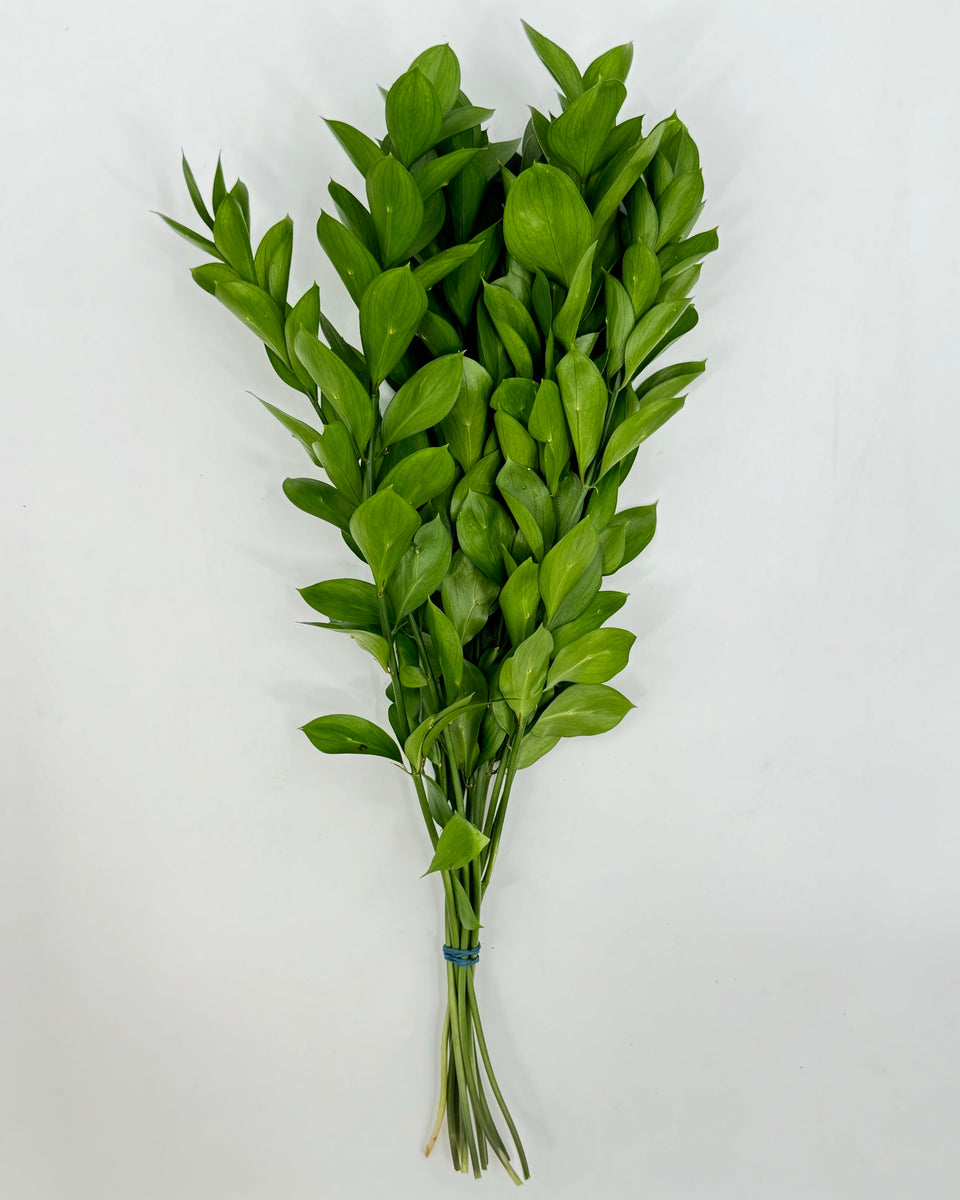 Ruscus Bunches