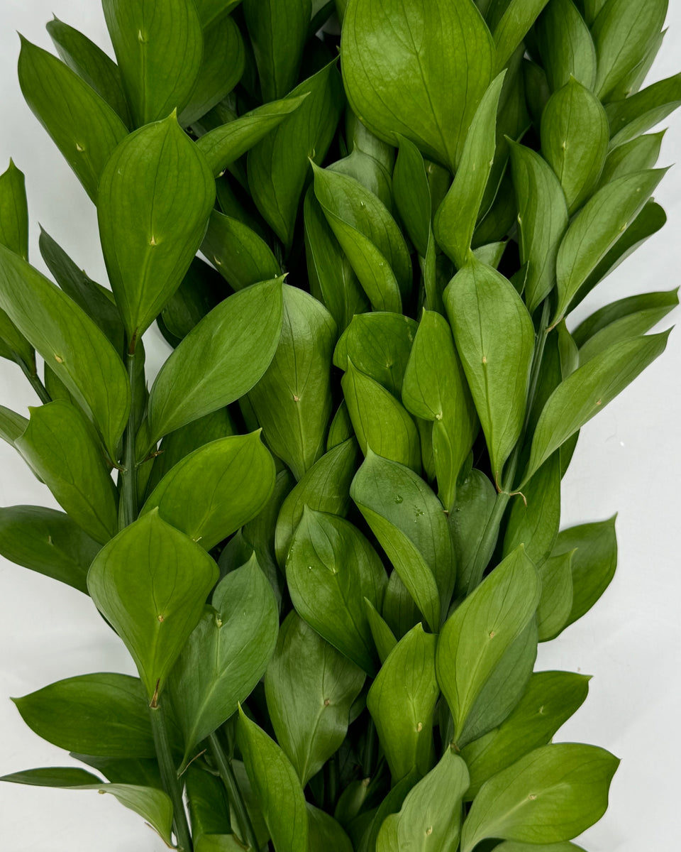 Ruscus Bunches