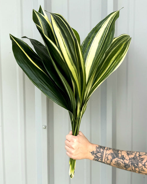 Variegated Aspidistra Bunches
