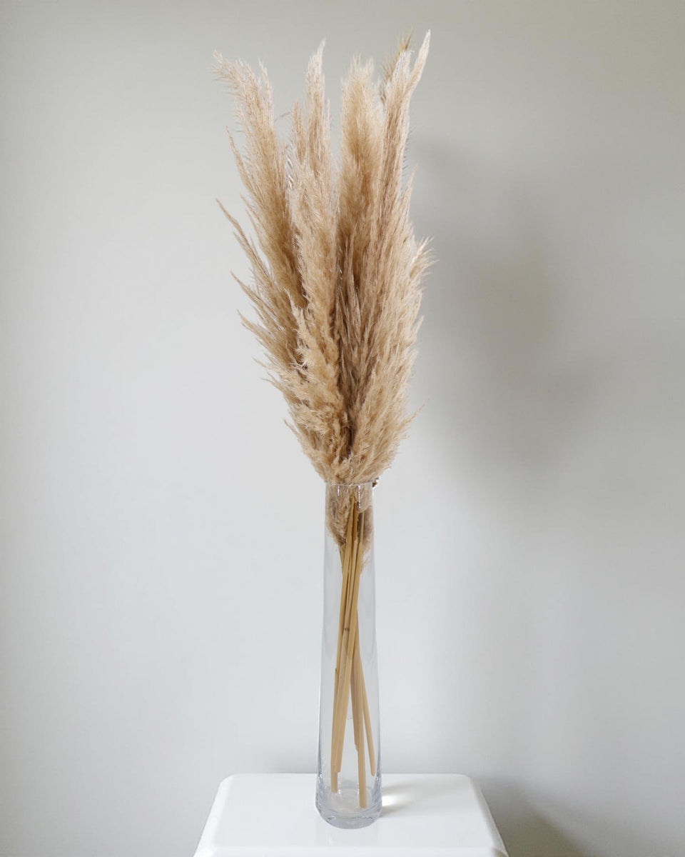Pampas Grass 6 Stem Preserved Bouquet