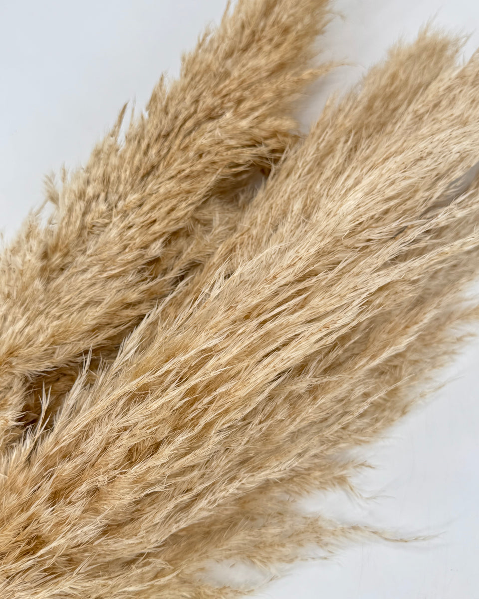 Pampas Grass 6 Stem Preserved Bouquet