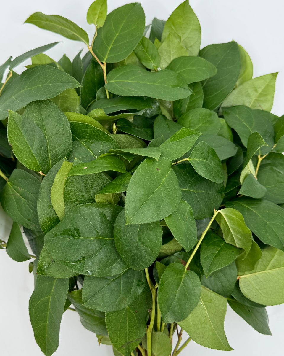 Salal Bunches