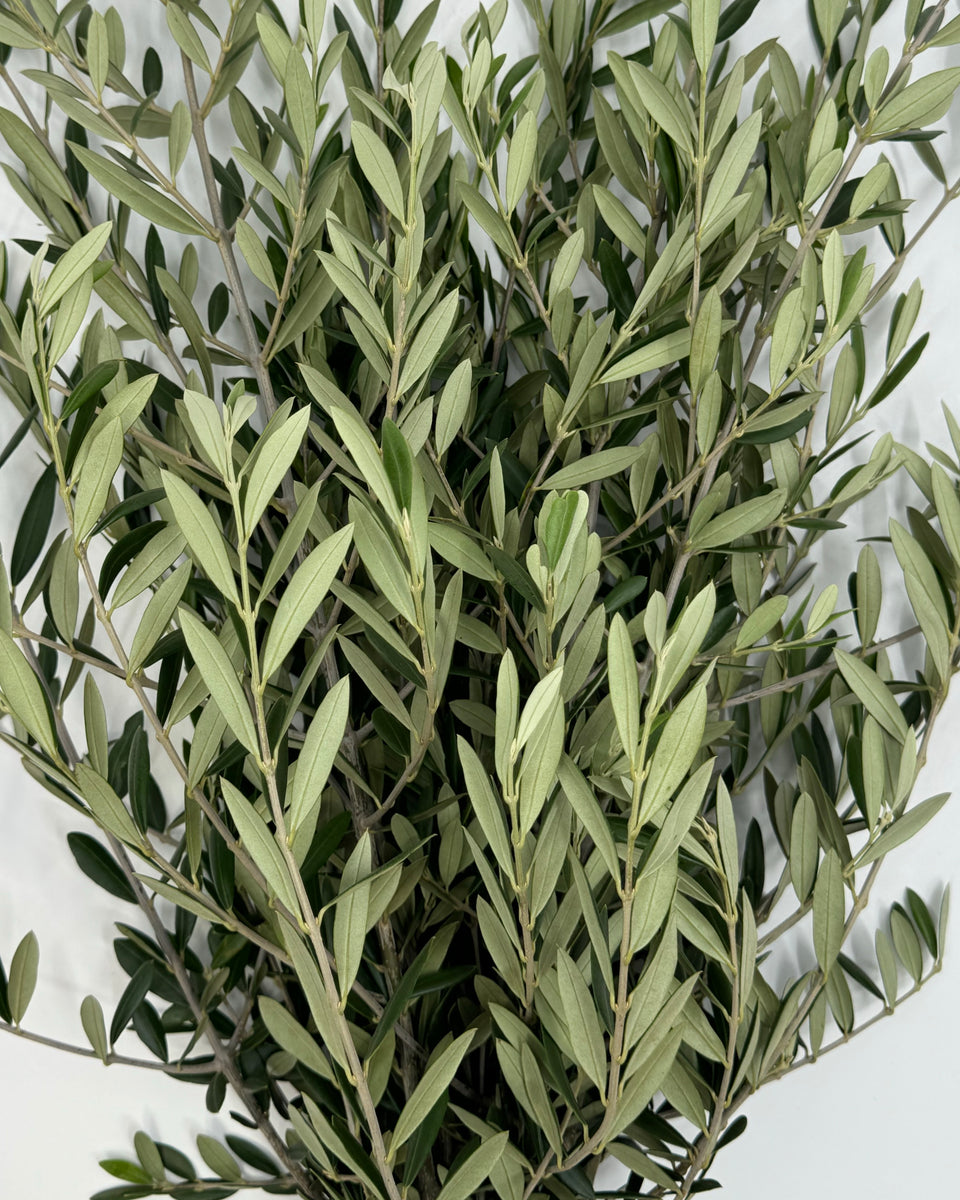 Olive Leaf Bunches