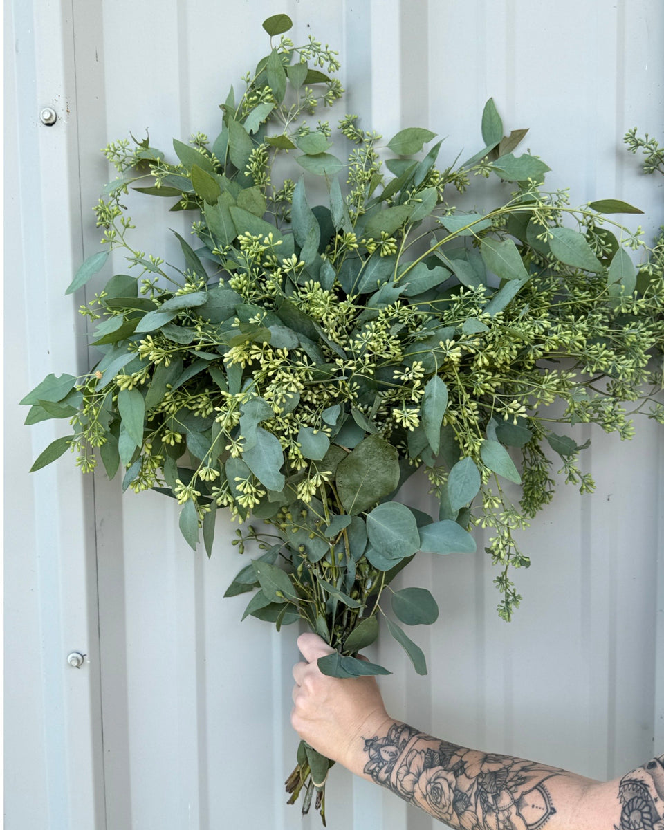 seeded eucalyptus plant Seeded Eucalyptus Bunches