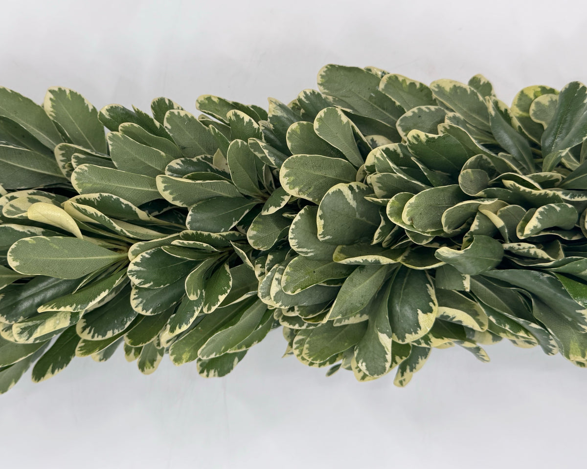 Variegated Pittosporum Garland