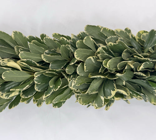 Variegated Pittosporum Garland