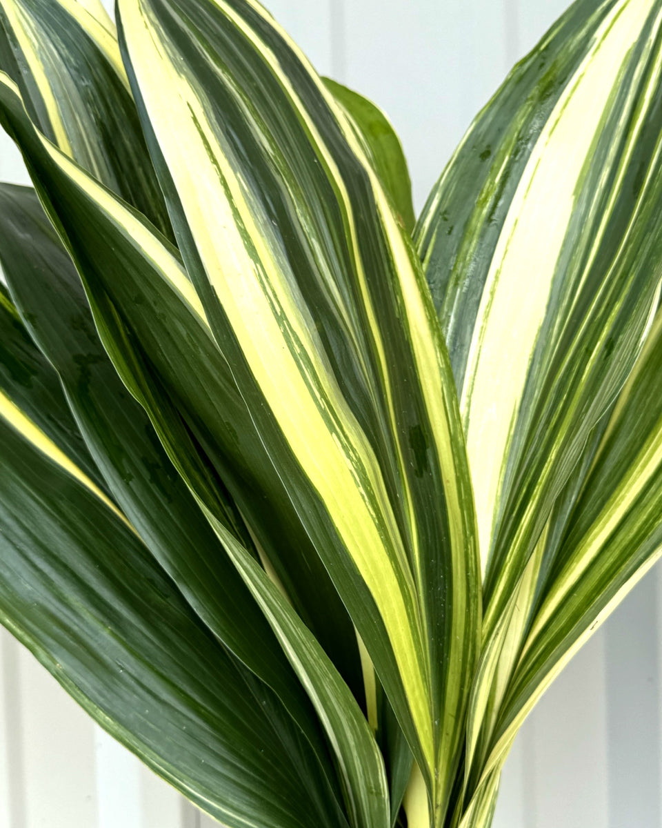 Variegated Aspidistra Bunches