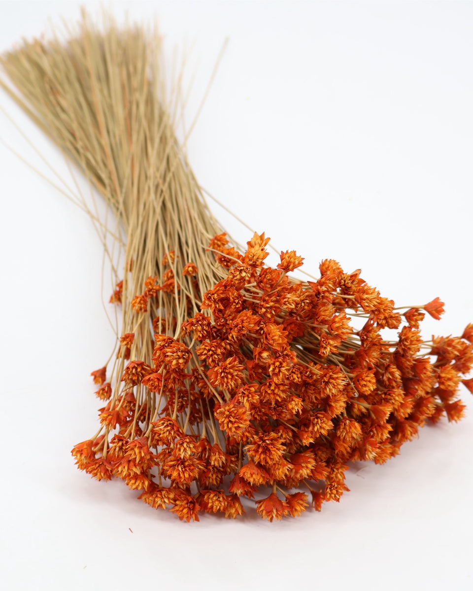 Hill Flower Preserved Bouquet