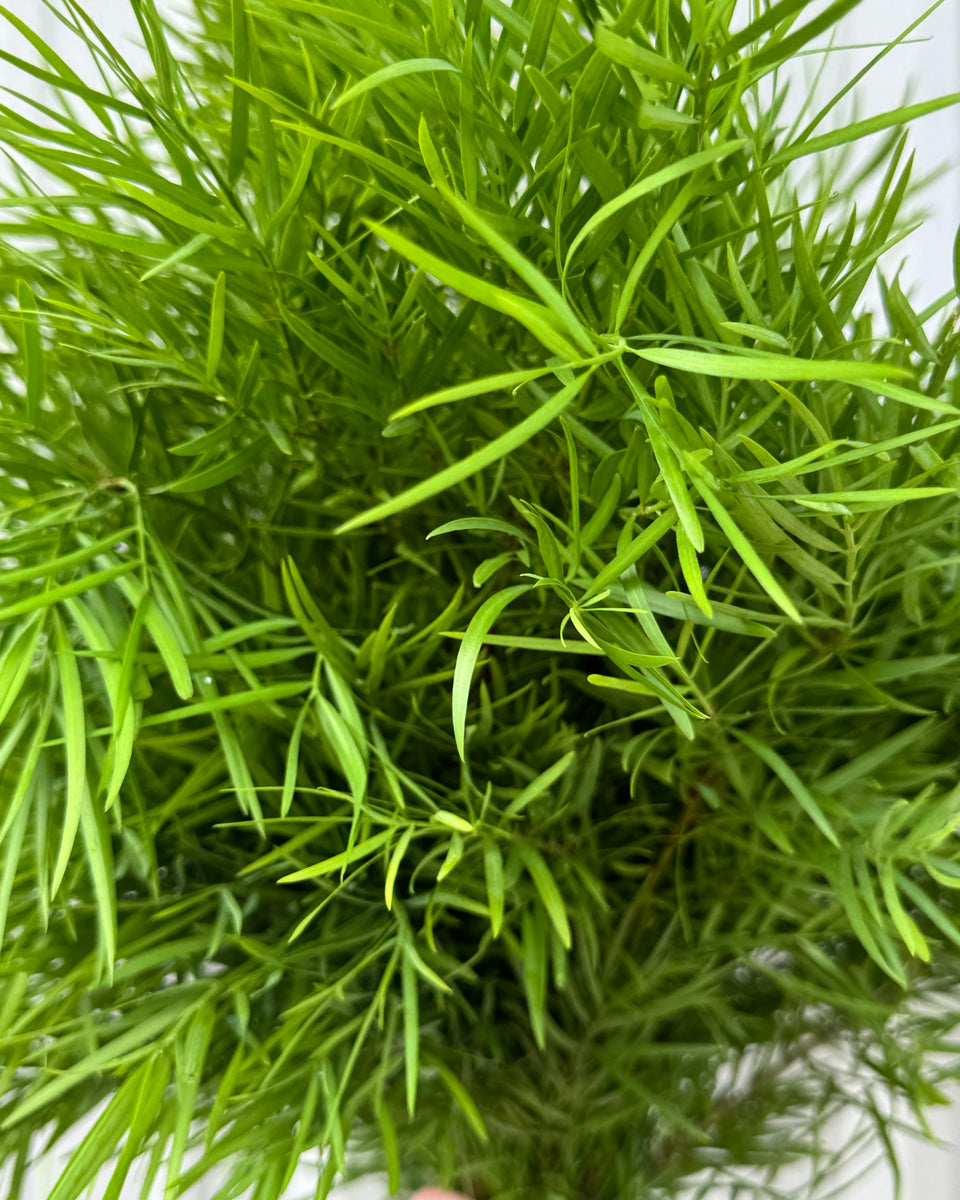 Weeping Podocarpus Bunches