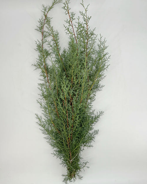 Sapphire Cedar Bunches