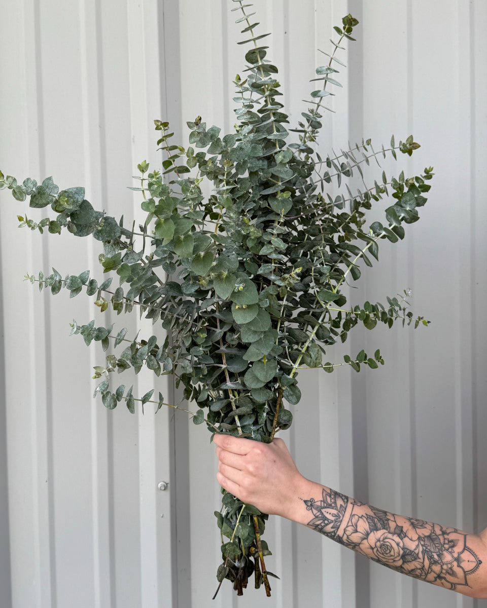 Baby Blue Eucalyptus Bunches