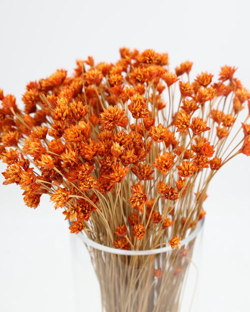 Hill Flower Preserved Bouquet