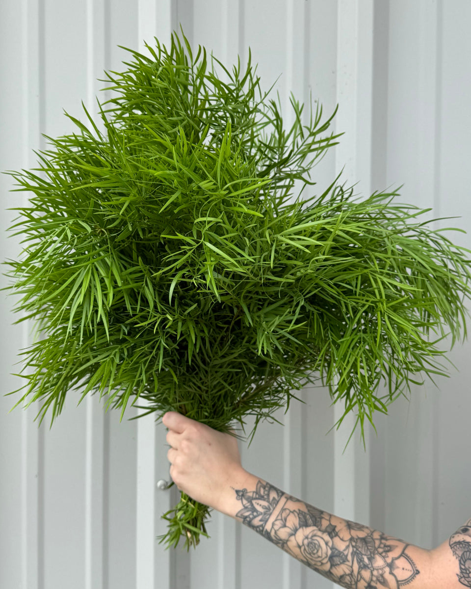 Weeping Podocarpus Bunches
