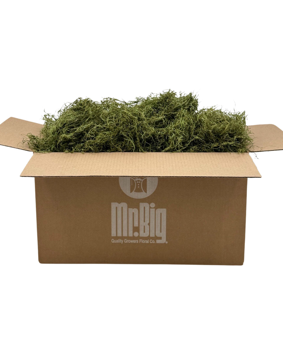 Preserved Spanish Moss
