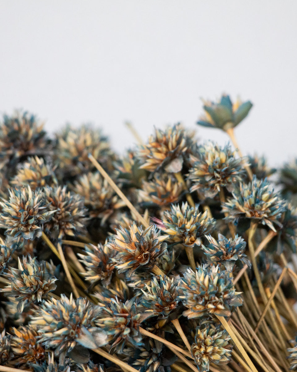 Hill Flower Preserved Bouquet