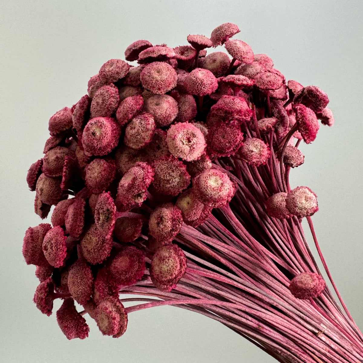 Button Flowers – Quality Growers Floral Company